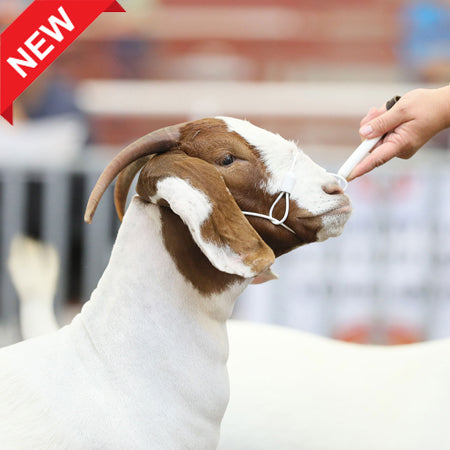 Phantom Halter-Sheep & Goat