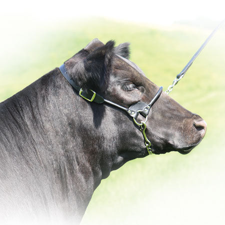 Rolled Nose Show Halter