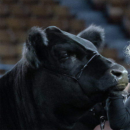 Cattle Strong Hold Cable Halter